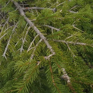 Хвойные опилки оптом в Волгограде купить - оперативная доставка по всей России