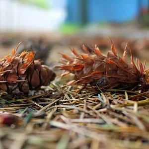 Хвойные опилки оптом в Волгограде от завода-производителя Лигнум Ресурс