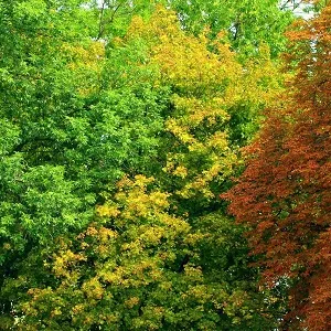 Лиственные опилки оптом в Волгограде купить - оперативная доставка по всей России