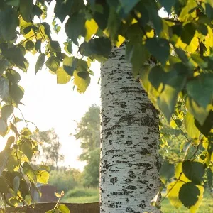 Опилки березовые оптом в Волгограде купить - оперативная доставка по всей России