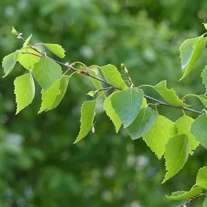 Опилки березовые оптом в Волгограде от завода-производителя Лигнум Ресурс