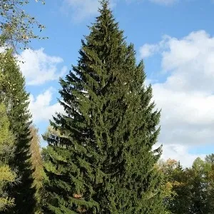 Еловые опилки оптом в Волгограде купить - оперативная доставка по всей России