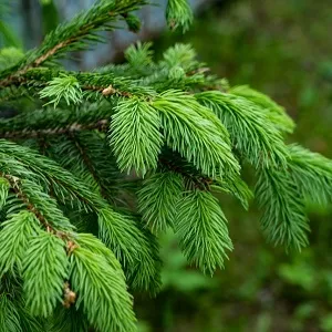Еловые опилки оптом в Волгограде от завода-производителя Лигнум Ресурс