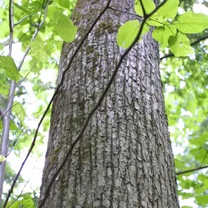 Опилки липовые оптом в Волгограде купить - оперативная доставка по всей России