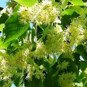 Опилки липовые оптом в Волгограде от завода-производителя Лигнум Ресурс