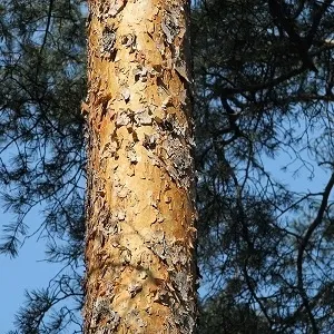 Сосновые опилки оптом в Волгограде купить - оперативная доставка по всей России