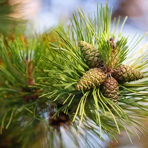 Сосновые опилки оптом в Волгограде от завода-производителя Лигнум Ресурс