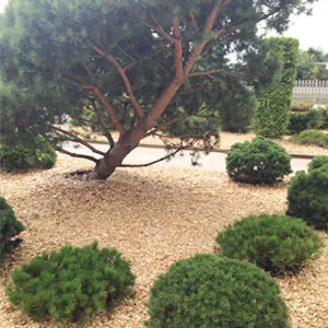 Хвойная щепа оптом в Волгограде купить - оперативная доставка по всей России